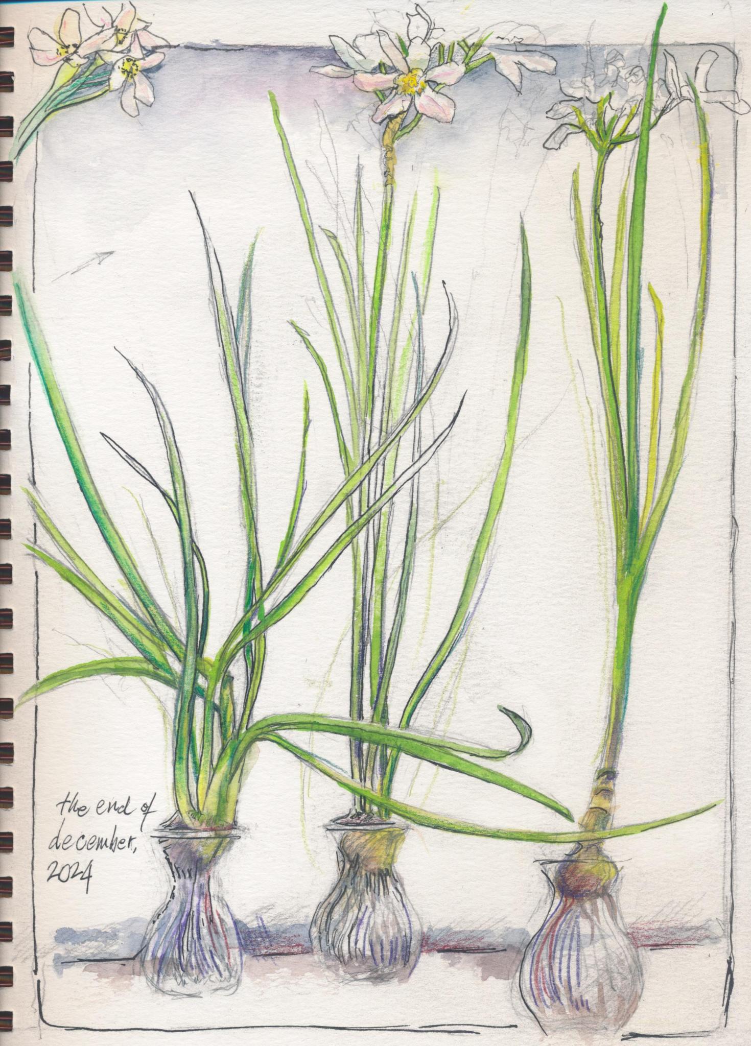 Paperwhites.jpg